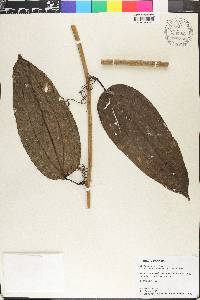 Smilax purhampuy image