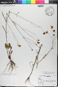 Coreopsis leavenworthii image