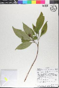 Eumachia abrupta image