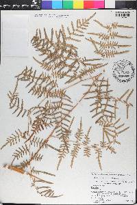 Pteridium aquilinum var. caudatum image