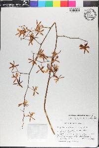 Encyclia ceratistes image