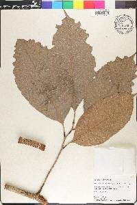 Doliocarpus olivaceus image