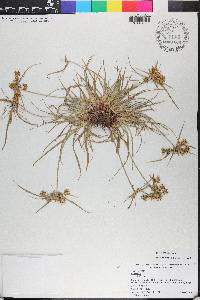 Cyperus croceus image