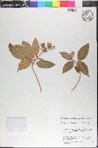 Conostegia xalapensis image