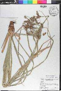 Cyperus tetragonus image