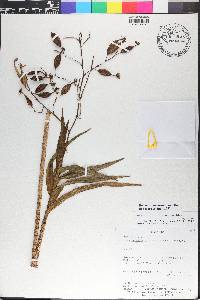 Epidendrum verrucosum image