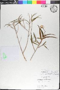 Epidendrum tetraceros image