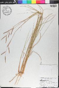 Spartina patens image