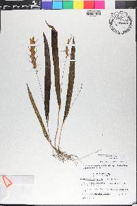 Acianthera butcheri image