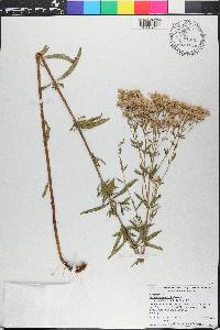 Eupatorium mohrii image