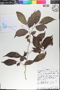 Erythrococca polyandra image