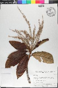 Clethra lanata image