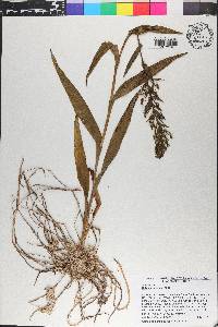 Habenaria repens image