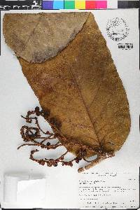 Tetrathylacium macrophyllum image