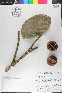 Guarea grandifolia image