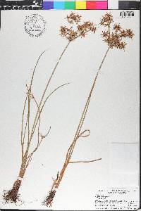 Cyperus haspan image
