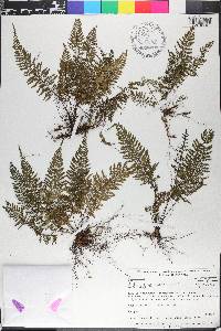 Asplenium cuspidatum image