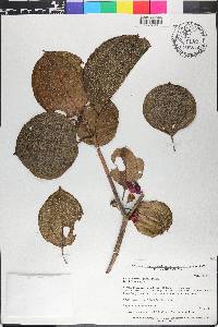 Blakea parasitica image