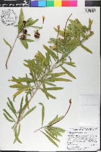 Brunfelsia densifolia image