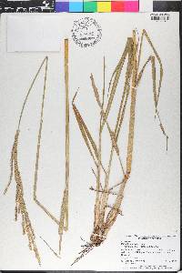 Paspalum urvillei image