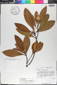 Gordonia lasianthus image