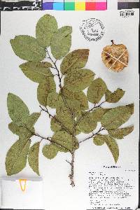 Annona glabra image