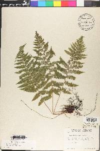 Athyrium filix-femina subsp. angustum image