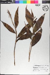 Elleanthus oliganthus image