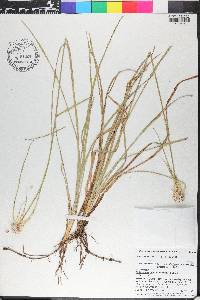 Rhynchospora latifolia image