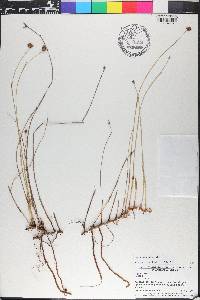 Fuirena scirpoidea image