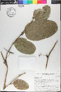 Smilax officinalis image