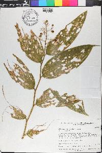 Maianthemum gigas image