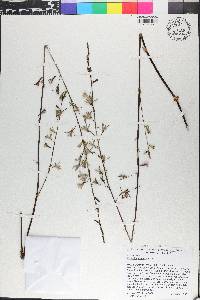 Eulophia graminea image