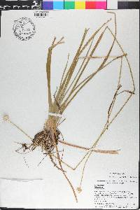 Eriocaulon decangulare image