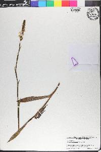 Spiranthes odorata image