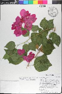 Bougainvillea buttiana image