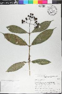 Faramea eurycarpa image