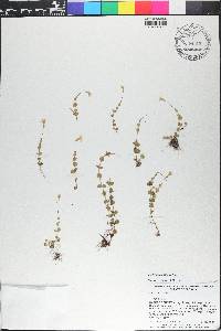 Lindernia grandiflora image