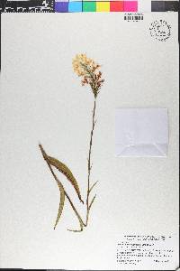 Platanthera chapmanii image