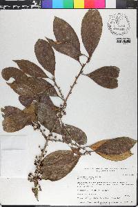 Erythroxylum macrophyllum image