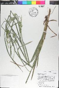 Carex lonchocarpa image