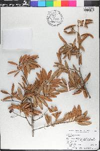 Quercus geminata image