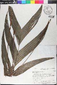 Geonoma cuneata image