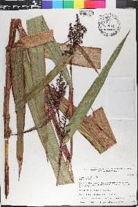 Scleria latifolia image