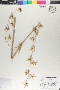 Oncidium hastatum image