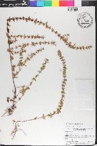 Sophronanthe pilosa image