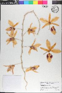 Dendrobium anosmum image