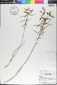 Euphorbia floridana image