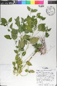 Acalypha ostryifolia image