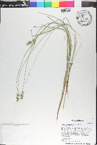 Carex festucacea image